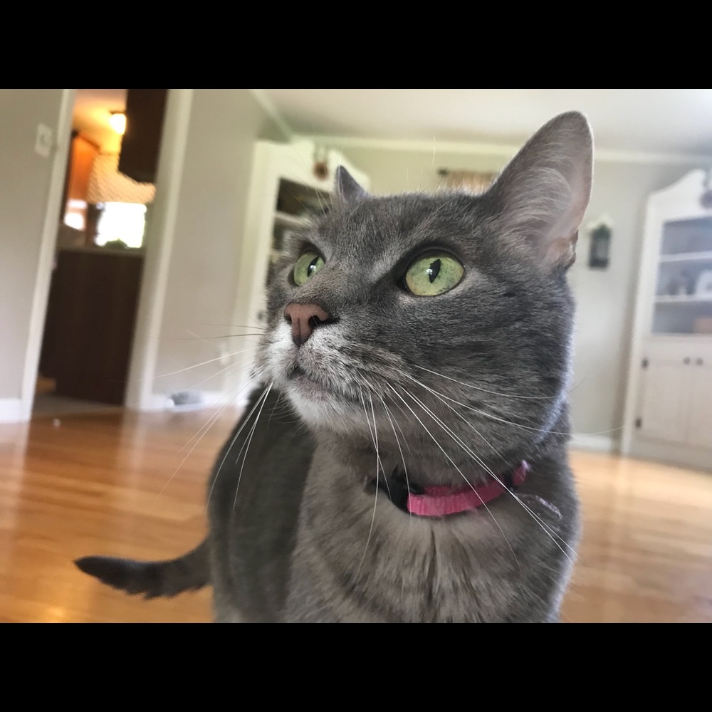 Meet your Posher, Lauren